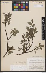 Foto von Salix breviserrata Flod.